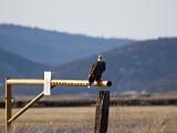 E Lower Klamath NWR 007